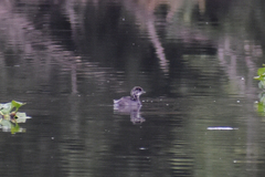 Tachybaptus dominicus