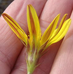 Cullumia aculeata sublanata