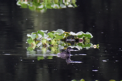 Tachybaptus dominicus