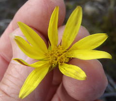 Cullumia aculeata sublanata