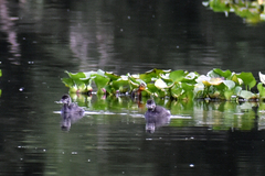 Tachybaptus dominicus