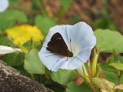 Pelopidas assamensis