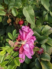Rosa rugosa