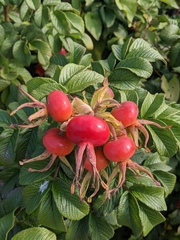 Rosa rugosa