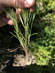 Eragrostis frankii