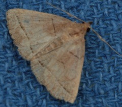 Zanclognatha obscuripennis