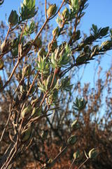 Leucadendron procerum