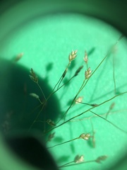 Eragrostis frankii