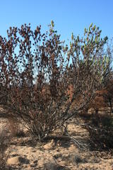 Leucadendron procerum