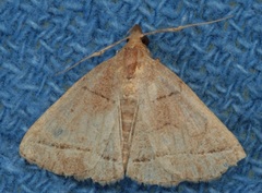 Zanclognatha obscuripennis