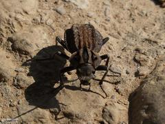 Somaticus