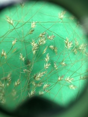 Eragrostis frankii