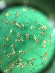 Eragrostis frankii