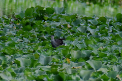 Gallinula galeata