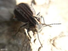 Somaticus