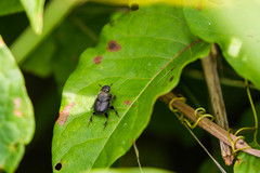 Onthophagus hecate