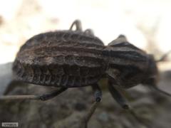 Somaticus