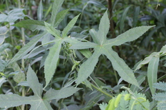 Abelmoschus esculentus