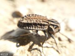 Somaticus