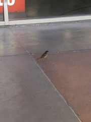 Passer domesticus