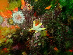 Callopatiria formosa