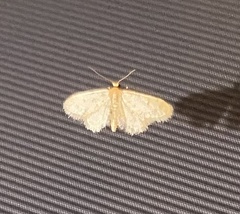 Idaea bonifata