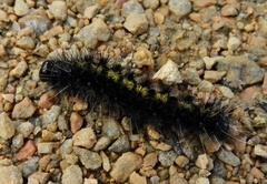 Dysschema centenaria