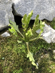 Tephroseris palustris