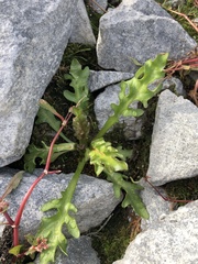 Tephroseris palustris