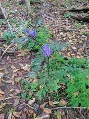 Aconitum taigicola