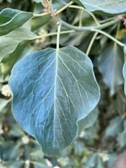 Hedera helix