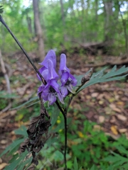 Aconitum taigicola