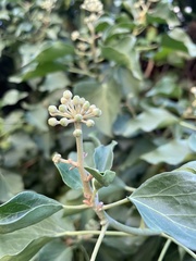 Hedera helix