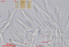 Proliferodiscus pulveraceus