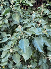 Hedera helix