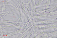 Proliferodiscus pulveraceus