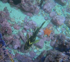 Sebastes chrysomelas