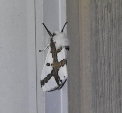Euerythra phasma