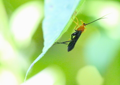 Aleiodes bicolor