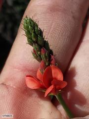 Indigofera complanata
