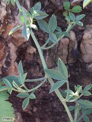Indigofera complanata