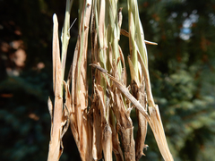 Helictochloa hookeri