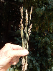 Helictochloa hookeri