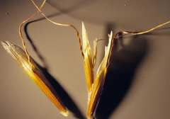 Helictochloa hookeri