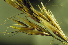 Helictochloa hookeri