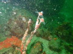 Tubulariidae