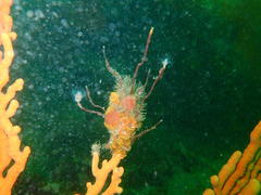 Tubulariidae