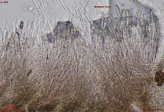 Proliferodiscus pulveraceus