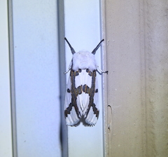 Euerythra phasma