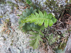 Polypodium hesperium